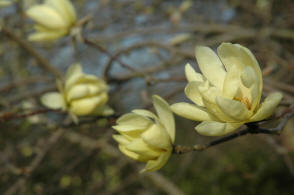 yellow flowered magnolia